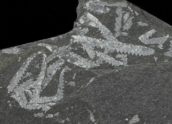 Fossil Graptolites (Didymograptus) - Great Britain #67999